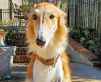 Top High-Scoring Rally Borzoi 2021